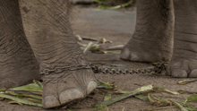A close-up shot of an elephant's legs in chains.