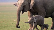 A mother elephant and her baby walking together in the wild.