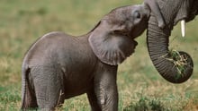 Momma elephant and her baby elephant.