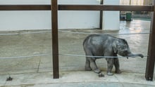 A baby elephant captive in an enclosure.
