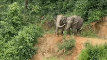 Elephants Mae GohGae and her daughter Mayura at ChangChill elephant sanctuary in Thailand.