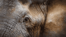 A close-up photo of an elephant’s face.