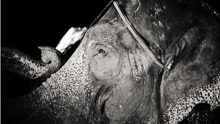 A black and white image of a circus elephant.