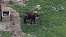 Joyce in her enclosure at Six Flags, captured via drone.