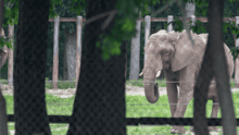 Joyce in her enclosure at Six Flags 2025.