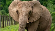 Mundi the elephant in the wild.