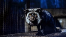 Fox in cage