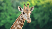 A close-up photo of a giraffe with greenery in the background.