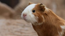 Happy guinea pig looking at camera.