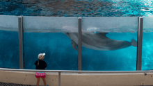 A captive dolphin in a tank at a marine mammal entertainment venue, with a young child watching.