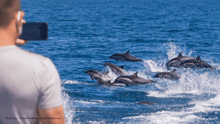Dolphin watching through Captain Dave’s in Dana Point, CA.