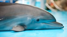 Sad dolphin beached in captivity.