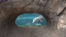 Dolphin in captivity.
