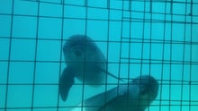 Two dolphins caged in captivity.