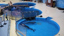 Dolphins perform at venues in China with links to purchasing Taiji caught dolphins.