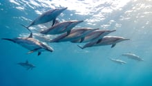 A group of dolphins swimming in the ocean.