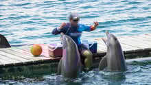 Two dolphins captive at a venue in Mexico.