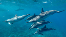 A pod of dolphins swimming together in the ocean.