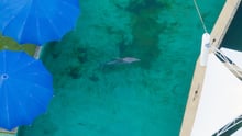 Drone footage of a dolphin at Miami Seaquarium.