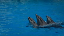 Three captive dolphins swimming together in a pool.