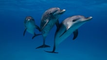 Three dolphins in the ocean looking at the camera.
