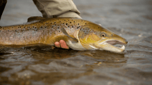 A salmon being held in a river by a human.