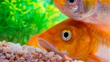 Two orange goldfish