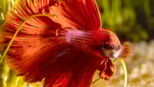 A red betta fish in a tank.