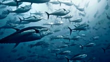 A school of tuna fish swimming in the blue ocean.