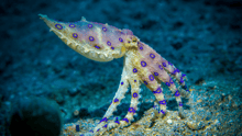 A blue-ringed octopus in the ocean.