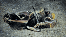An octopus in a jar on the sandy bottom of the ocean.