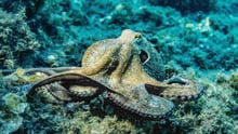 An octopus underwater on a reef.