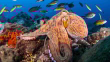 An octopus in a coral reef in the ocean with fish surrounding them.