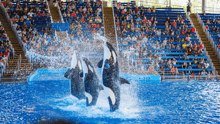 Orcas performing in a captive pool for an audience at SeaWorld.
