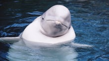 A beluga whale with their head out of water.