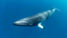 A minke whale swimming in the ocean.