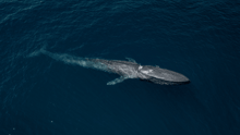 A blue whale swimming in the ocean.