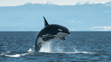 An orca jumping out of the water with mountains in the background.