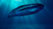 A blue whale in the ocean.