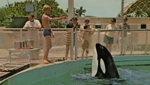 Hugo the orca at MSQ with a trainer.