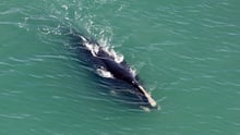 North Atlantic right whale swimming in the ocean.