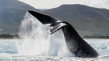 Right whale showing their tail out of water.