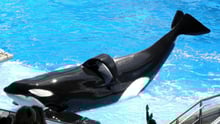 Tilikum