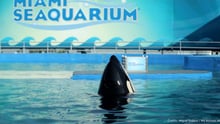 An orca at the Miami Seaquarium.