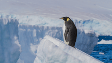 An emperor penguin standing alone on a block of ice in the Arctic.