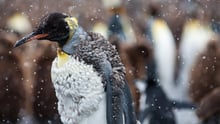 King penguin molting in the wild.