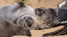 Elephant seals at California's Año Nuevo State Park.