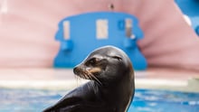 Sea lion at MSQ.