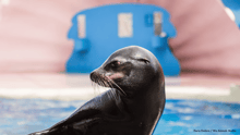 Sea lion at MSQ.