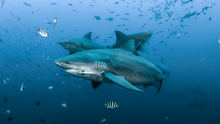 Bull sharks swimming together in the ocean.